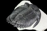 Flying Hollardops Trilobite - Great Eyes #70580-4